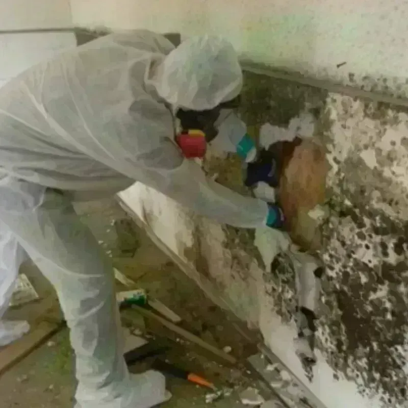 Mold Remediation and Removal in Whitesburg, KY